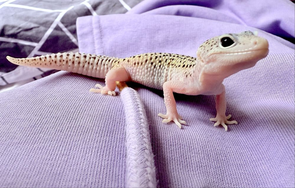 Gekon Lamparci Mack Snow leopard gecko