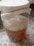 Kombucha, grzybek herbaciany
