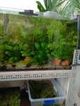 Planta para aquário Limnophila sessiliflora