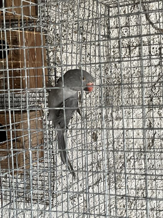 Ring Necks 2025 anilhados