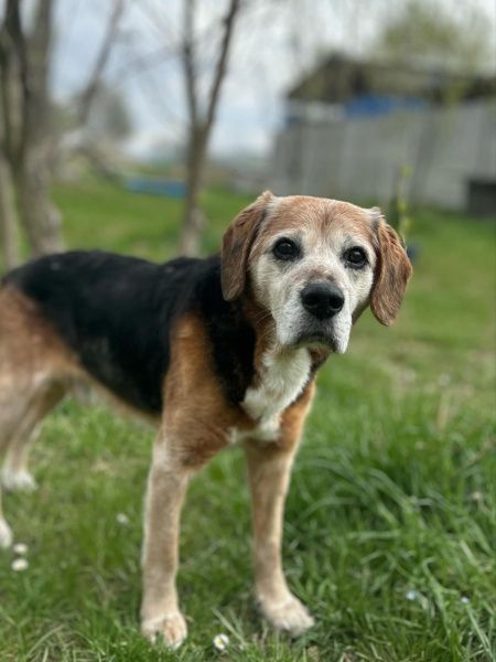 Fredi do adopcji!