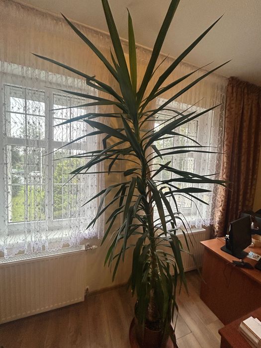 Yucca domowa, piękny kwiat