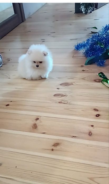 Шпіцулі зі Львова дівчатка!