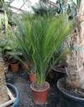Cycas de varias especies e tamanhos