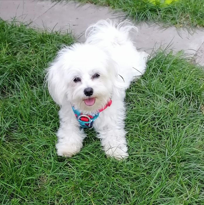 Zarezerwowana Maleńka mini  sunia waga do 3 kg  maltipoo F1