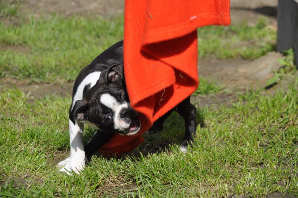 Śliczny, energiczny szczeniak Boston Terrier, gotowy do zmiany domu!