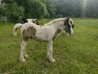Ogierek Gypsy Cob po multi czempionce.
