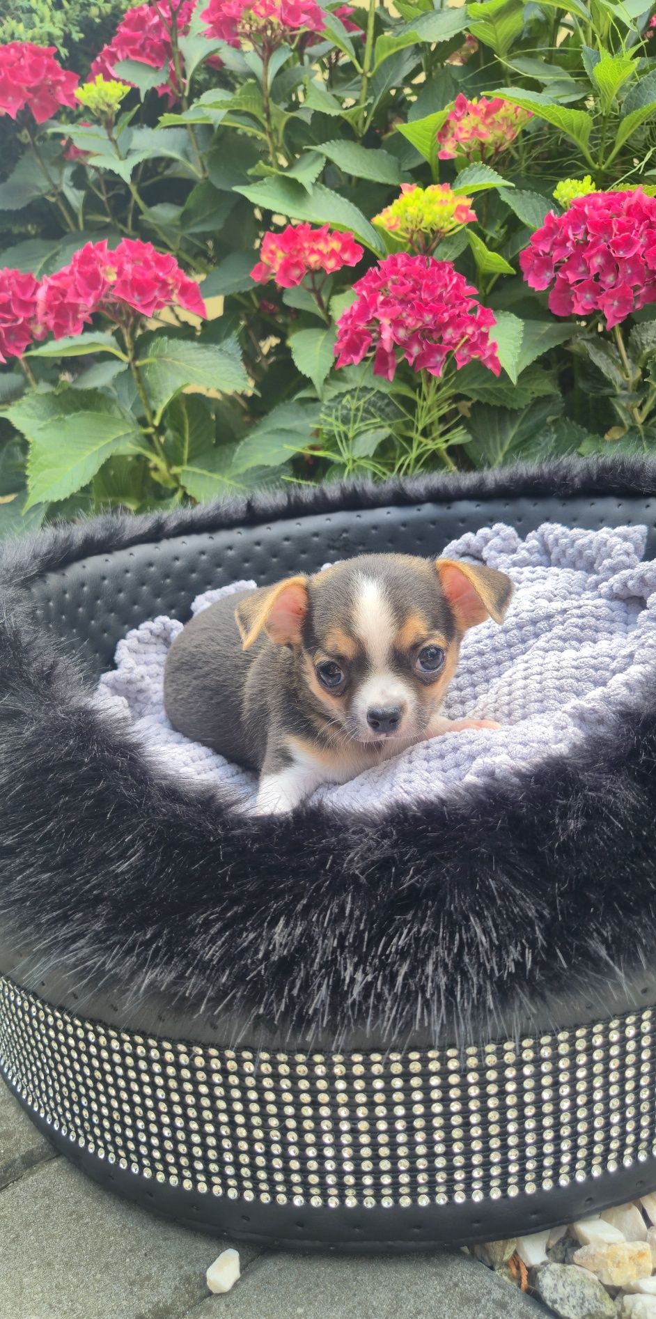 Piękny chłopczyk chihuahua krótkowłosy