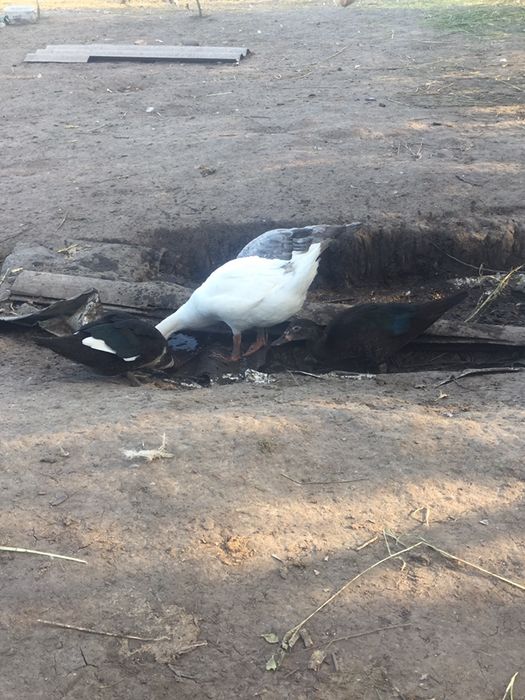 Продам індокачки, гуси, качки голубий фаворит