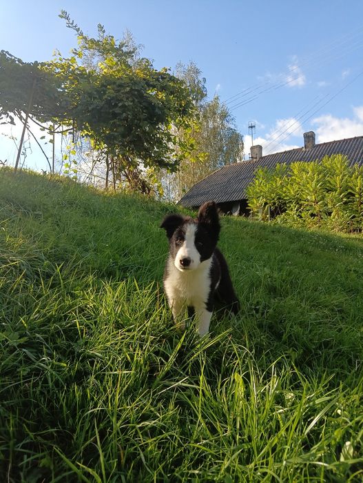 Border collie  Black and white  pies