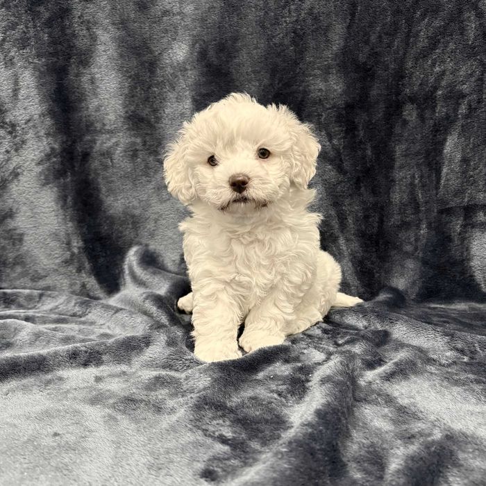 Wyjątkowa suczka Bichon frise, FCI