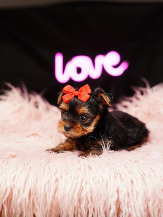 Весела кнопочка з характером!