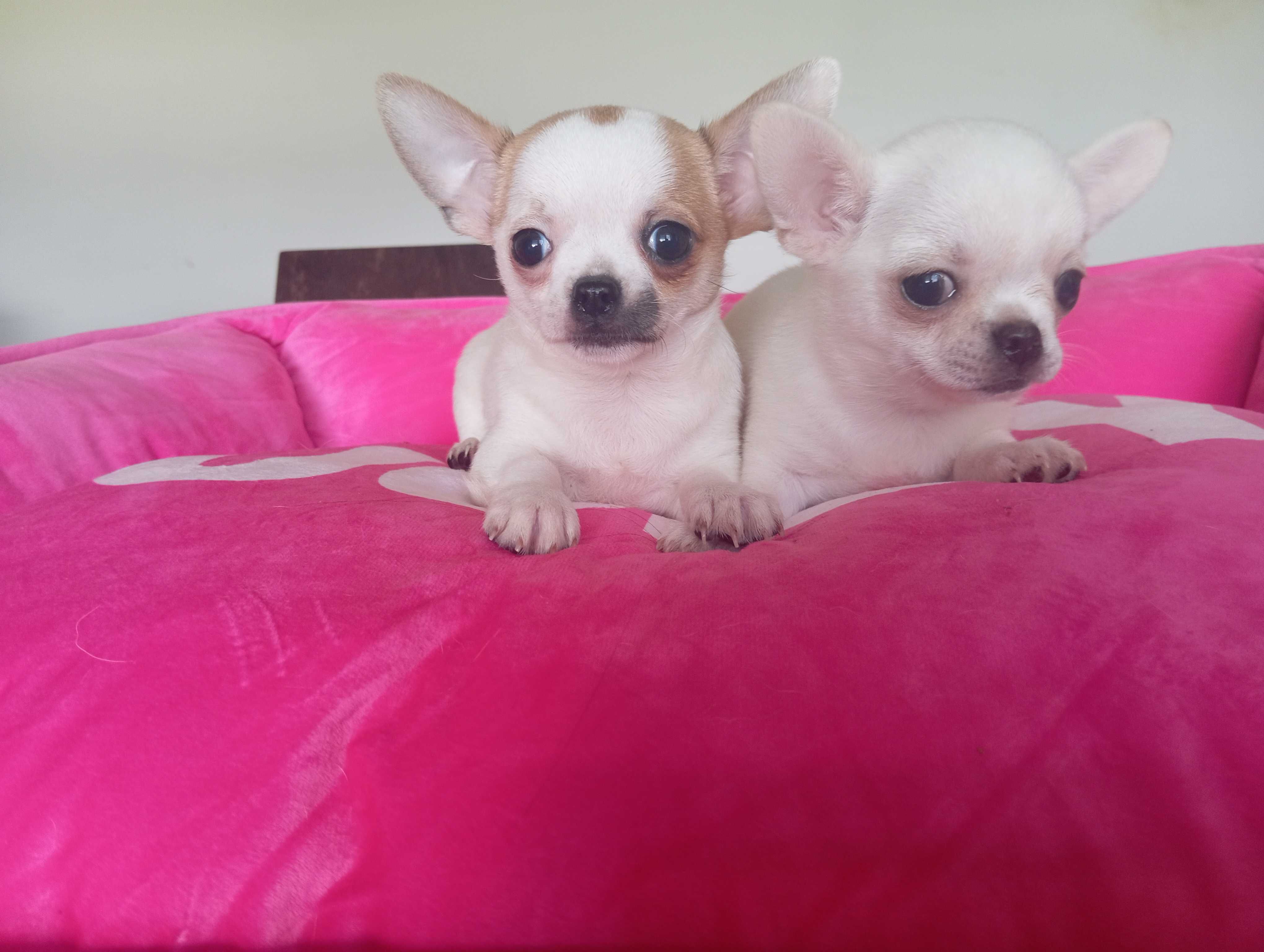 Chihuahua suczka