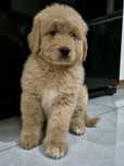 Goldendoodle Samczyk hybryda ras