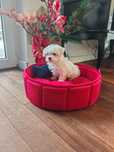 Maltańczyk Korea mini teacup Chip rodowód paszport