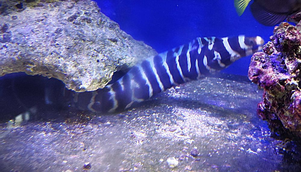 Murena Gymnomuraena zebra. Morskie