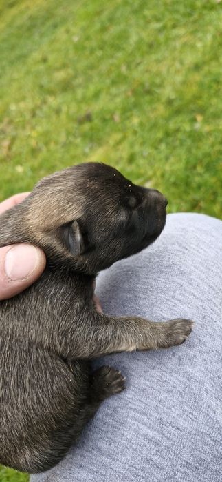 Pieski do oddania za darmo