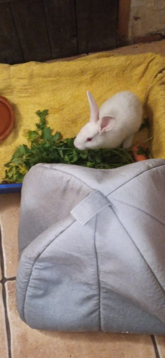 Maly króliczek do adopcji