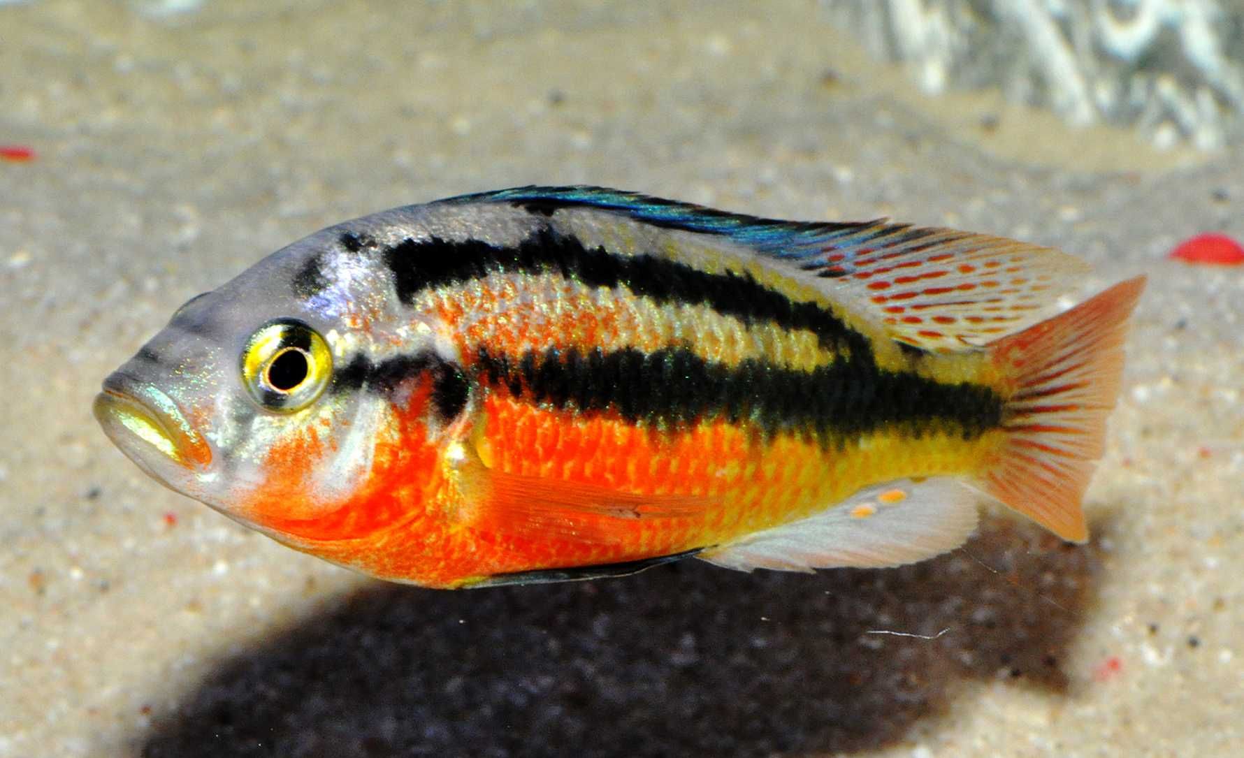 Haplochromis Rock Kribensis - dowozimy, wysyłamy