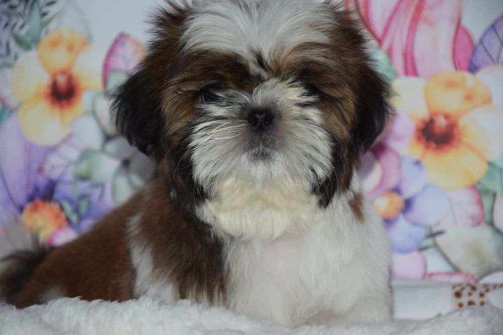Fajter pies szczeniak Shih Tzu rodowód