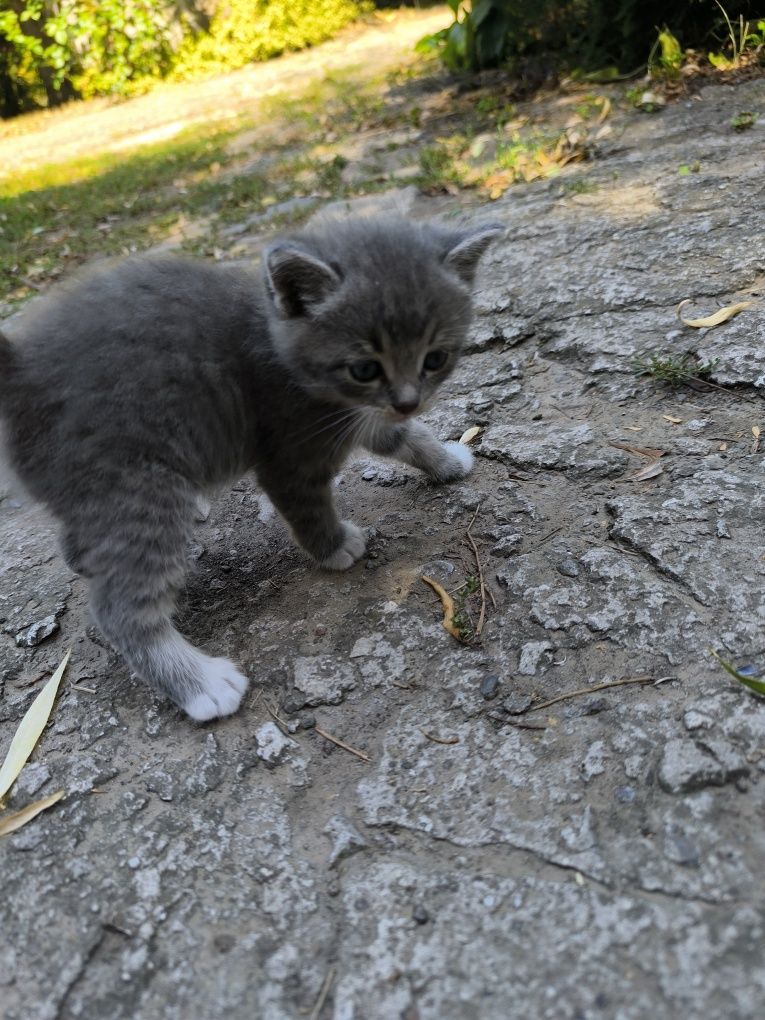 Котята,бесплатно