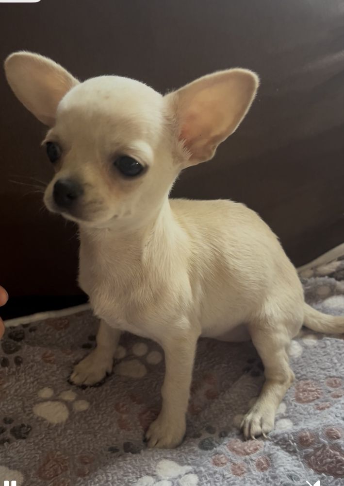 Menina chihuahua