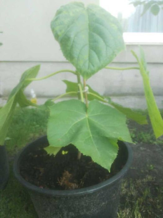 Paulownia Omszona - Tomentosa