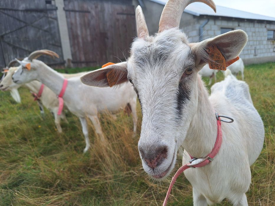 Kozie stado szuka dobrego domu