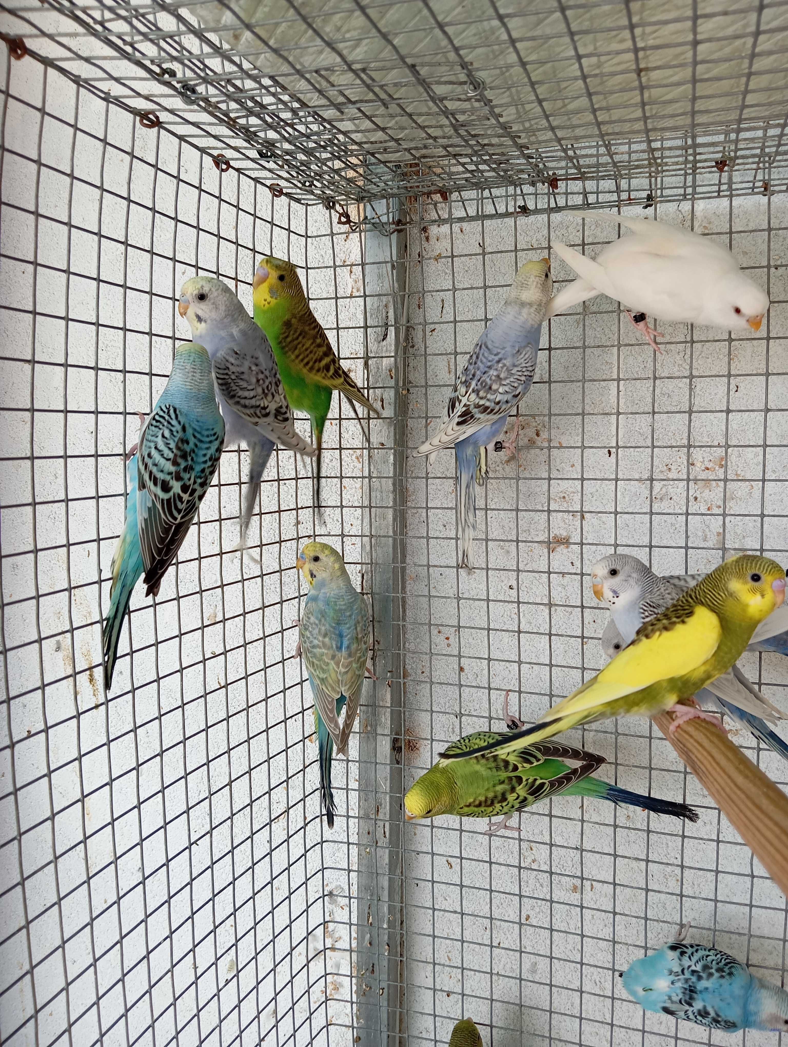 Piriquitos Australianos várias mutações