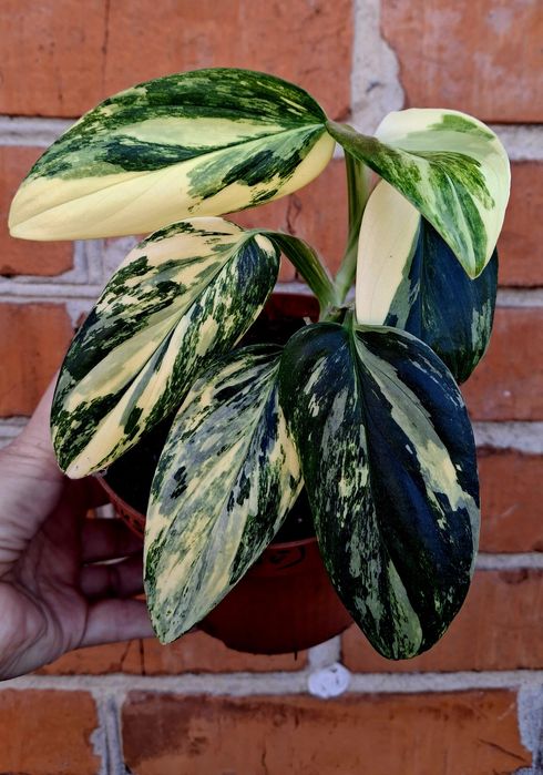 Монстера Кобра еллоу