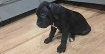 Cane Corso Italiano Gotowe do odbioru. Hodowla CORSO GRANDE E FORTE