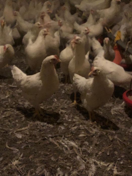 Nioski Lohmann Sandy! Super Nioski 20 tygodni! Wysylka!