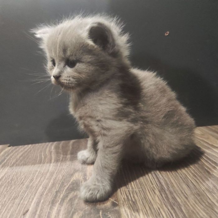 Шотландский кот, британский котенок