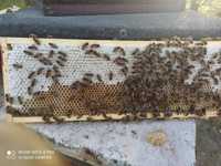 Odkłady pszczele na ramce dadant lub wielkopolska