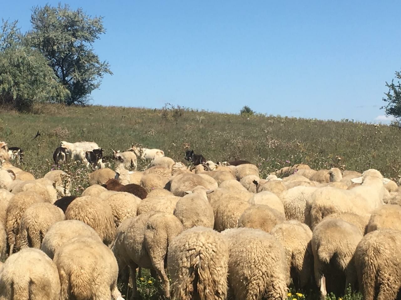 Продам овец на хозяйство (на мясо)