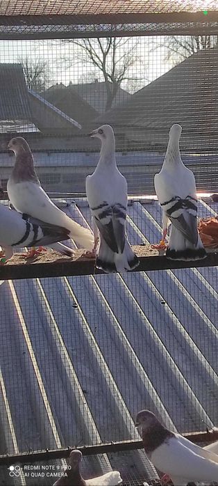 Szaroloty srebniaki gołębie ozdobne żałobne składowe wyloty