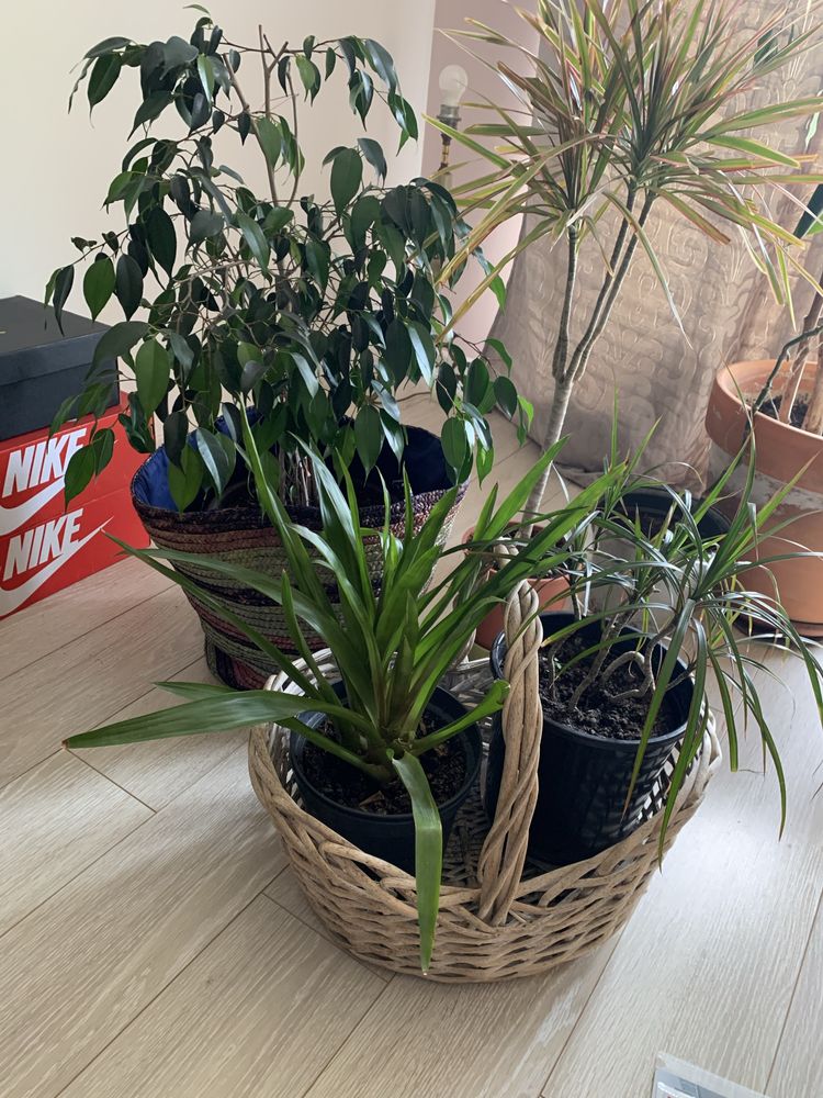 Kwiat doniczkowy benjamin dracena koszyk