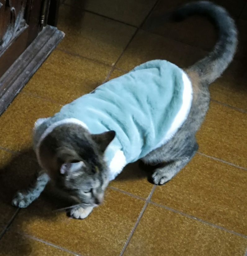 Dou gata de 2 anos docil