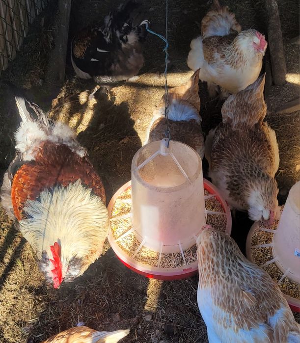 Venda de trio faverolle