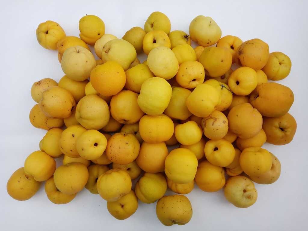 5kg Pigwowiec Japoński, OWOCE, Pigwa 2-5 cm