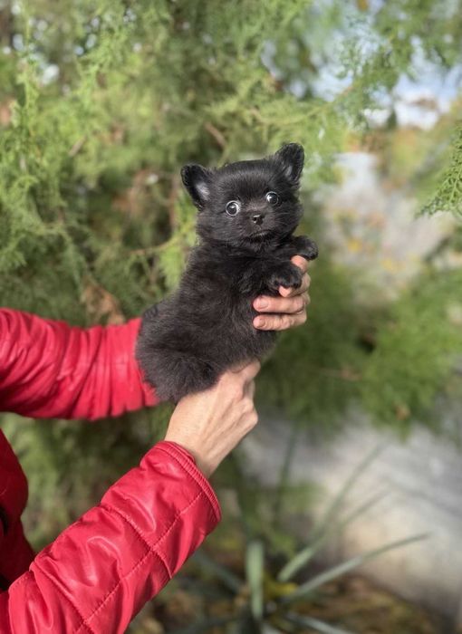Дівчинка помчі, д/ш.