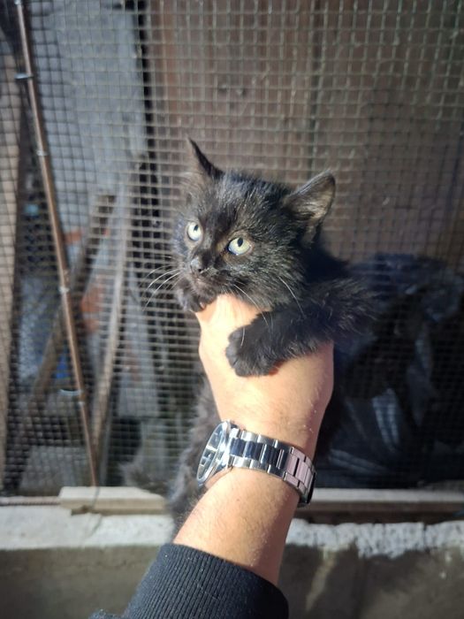 Gatinhas com 2 meses para adoção