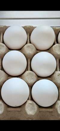 6 jajek lęgowych Leghorn wysyłka