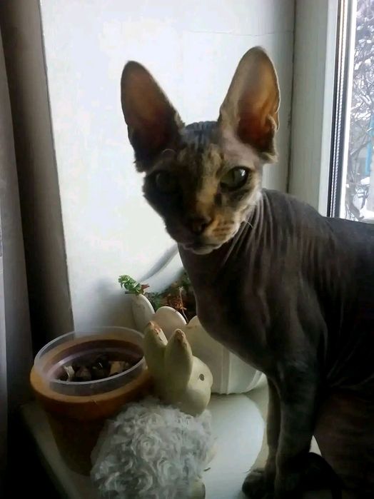 Загубився кіт породи сфінкс, хлопчик, кастрований, окрас сірий.