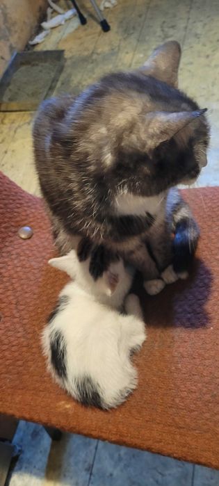 oddam kotki w dobre ręce, na razie się skończyły kotki