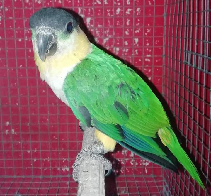 Marianinhas cabeça preta