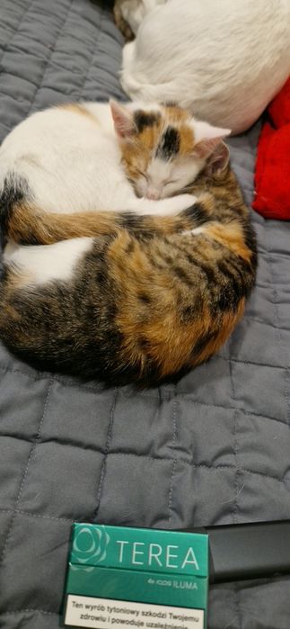 Oddam dwie piękne kotki