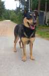 16 kg, 1,5 roczna Wera, adopcja za darmo oddam
