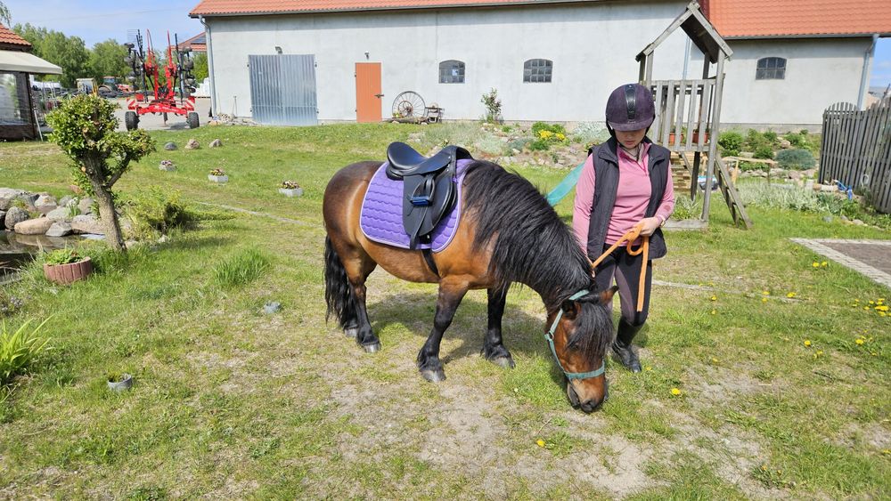 2 konie na sprzedaż HUCUŁEK I KONIK POLSKI