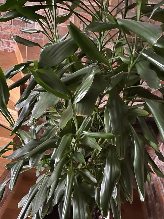 Duża donica z rośliną – zakupiona w Niemczech